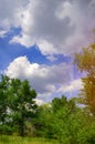 Beautiful view in the forest. glade. trees, green grass, blue clouds. nature wallpaper. spring, summer, sun warmth Royalty Free Stock Photo