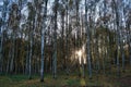 Beautiful view of a forest and sun rays coming through trees in Plancenoit, Belgium