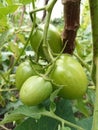 Beautiful view of fresh green Yasmin hybrid tomato fruit in garden