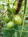 Beautiful view of fresh green Yasmin hybrid tomato fruit in garden