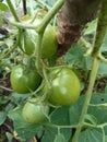 Beautiful view of fresh green Yasmin hybrid tomato fruit in garden taken from top angle