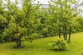 Beautiful view of garden with apple trees on rainy summer day. Royalty Free Stock Photo