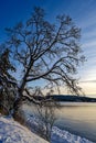 Beautiful view of the Garry oak tree covered with snow at Patricia Bay, North Saanich, Canada Royalty Free Stock Photo