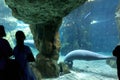 A beautiful view of the Genoa aquarium