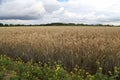 Beautiful view of golden ears of rye growing in the field under the cloudy sky Royalty Free Stock Photo