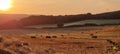 Beautiful view of the golden field at sunset with hay bales. Royalty Free Stock Photo