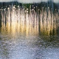 Beautiful view of golden hue of dried reeds in the water Royalty Free Stock Photo