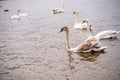 Beautiful view of a graceful gray swan floating in the calm lake Royalty Free Stock Photo