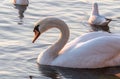 Beautiful View Of A Graceful Swan In Lake