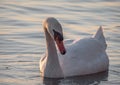 Beautiful View Of A Graceful Swan In Lake