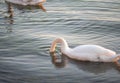 Beautiful View Of A Graceful Swan In Lake