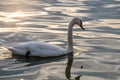 Beautiful View Of A Graceful Swan In Lake