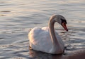 Beautiful View Of A Graceful Swan In Lake