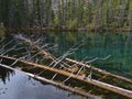 Beautiful view of Grassi Lakes, a popular hiking destination near Canmore in Kananaskis Country, Canada, with dead trees. Royalty Free Stock Photo