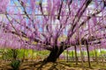 Beautiful view of Great purple pink wisteria blossom tree, Ashikaga, Tochigi, Japan