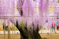 Beautiful view of Great purple pink wisteria blossom tree, Ashikaga, Tochigi, Japan