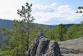 View of cedar pine trees with high stone.