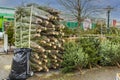 Beautiful view of green Christmas trees on market place ready for customers. Royalty Free Stock Photo