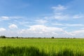 Beautiful view of green field and blue sky. View of paddy field. Unmilled rice. Rice farm. Royalty Free Stock Photo