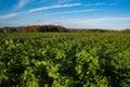 Beautiful view of a green field on a sunny day in Plancenoit, Belgium