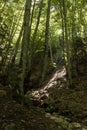 View through a green forest with sunlight, idyllic place on earth in the Spanish Pyrenees