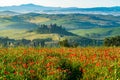 Beautiful View of green Hilly Tuscan Field in summer Royalty Free Stock Photo