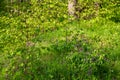 Beautiful view of a green lawn with pink flowers of a Lathyrus vernus