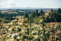 Beautiful view on green mountain hills with forest in sunny day. Trees and woods in Carpathian mountains. Exploring Europe. Royalty Free Stock Photo