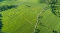 Beautiful view of green paddy field