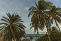 Beautiful view of green palm trees and sea on blue sky with white clouds background. Curacao island. Royalty Free Stock Photo