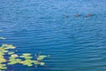 Green plant and leaves above water on lake edge