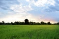 Beautiful view Green rice seedlings cornfield