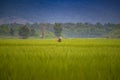 Beautiful view Green rice seedlings cornfield