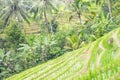 Beautiful view of green rice terraces. agronomic indonesian natural background