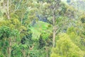 Beautiful view of green rice terraces. agronomic indonesian natural background. rice fields surrounded by jungle