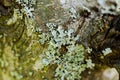 Beautiful view of ground forest landscape. Green trees, blue moss, fallen needles of trees, old tree roots make beautiful nature