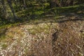 Beautiful view of ground forest landscape. Green trees, fallen needles of trees, old tree roots make beautiful nature texture