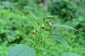 Beautiful view of a Groundsel weed variety\'s orange flowers and flower buds Royalty Free Stock Photo