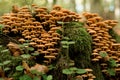 Beautiful view on group of autumn honey agaric Latin Armillaria mellea grows in forest clearing