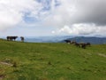 Beautiful view of group of buffaloes eating grass in top