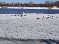 Beautiful view of the group of ducks with graceful swans