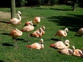 Beautiful view of a group of flamingos sitting on the grass