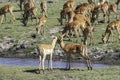 Impalas grazing in the vast Chobe National Park. Zimbabwe