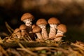 Beautiful view on group of mushrooms Armillaria mellea growing in forest Royalty Free Stock Photo