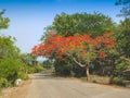 Beautiful view of Gulmohar tree, Delonix regia, royal poinciana, flamboyant, phoenix flower, flame of the forest, or flame tree at
