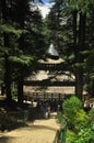 Beautiful view of Hadimba Devi Temple in between cedar trees