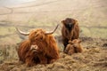 Beautiful view of hairy Scottish highlanders