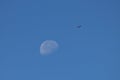 Beautiful view of a half moon during a daytime with a flying bird against a blue sky Royalty Free Stock Photo