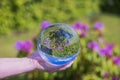 Beautiful view of hand holding crystal ball with inverted image of blooming purple rhododendron.