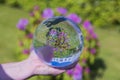 Beautiful view of hand holding crystal ball with inverted image of blooming purple rhododendron.